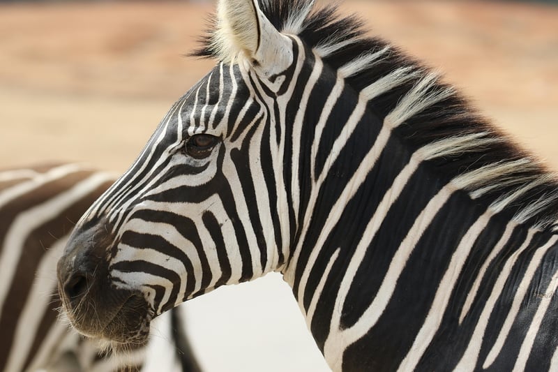 Kruger National Park